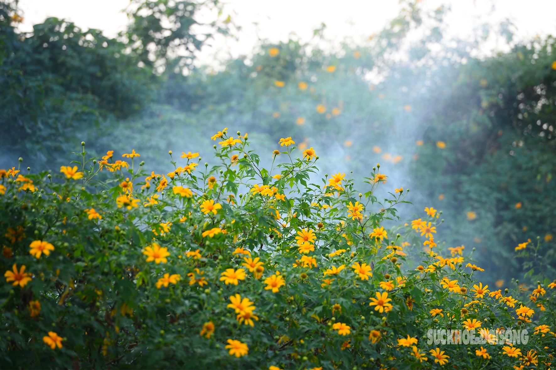 Vườn dã quỳ bung sắc giữa Thủ đô hút khách đến check-in- Ảnh 8.