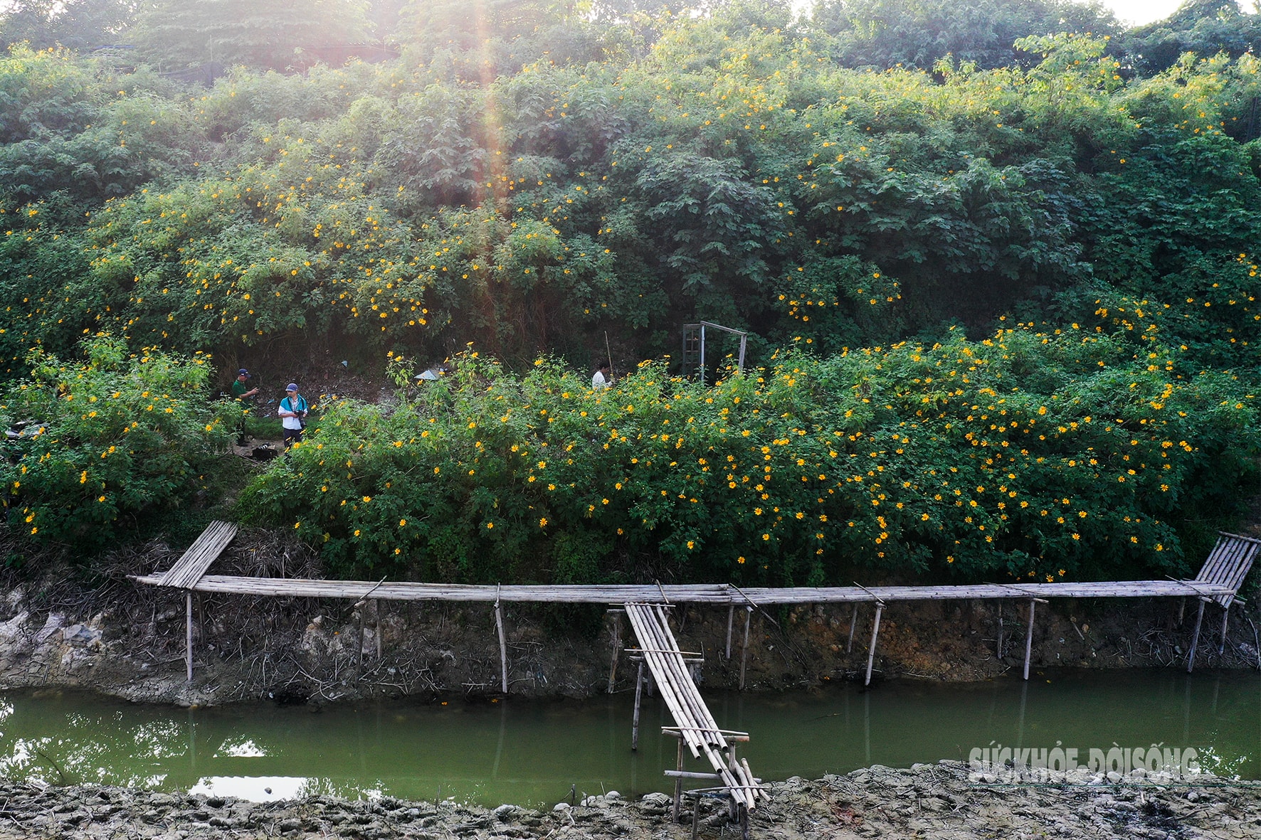 Vườn dã quỳ bung sắc giữa Thủ đô hút khách đến check-in- Ảnh 10.