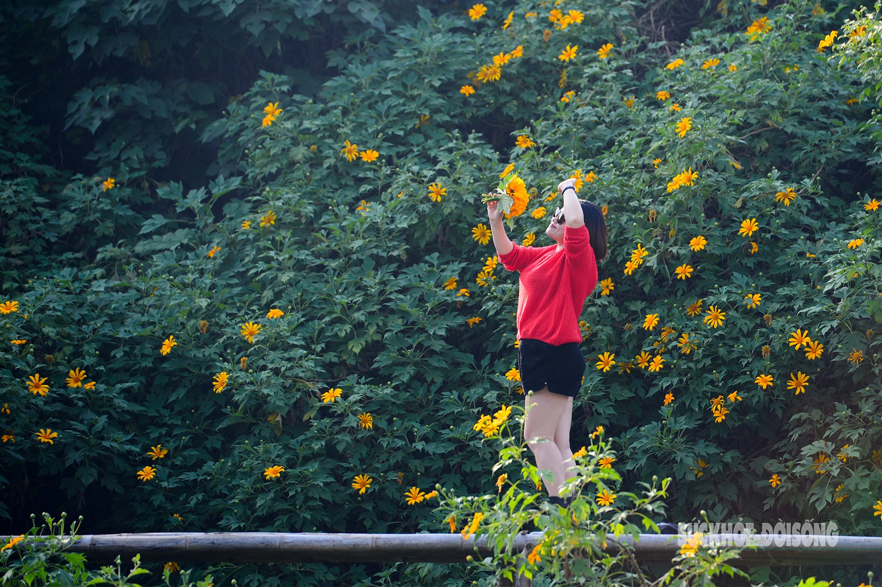 Vườn dã quỳ bung sắc giữa Thủ đô hút khách đến check-in- Ảnh 3.