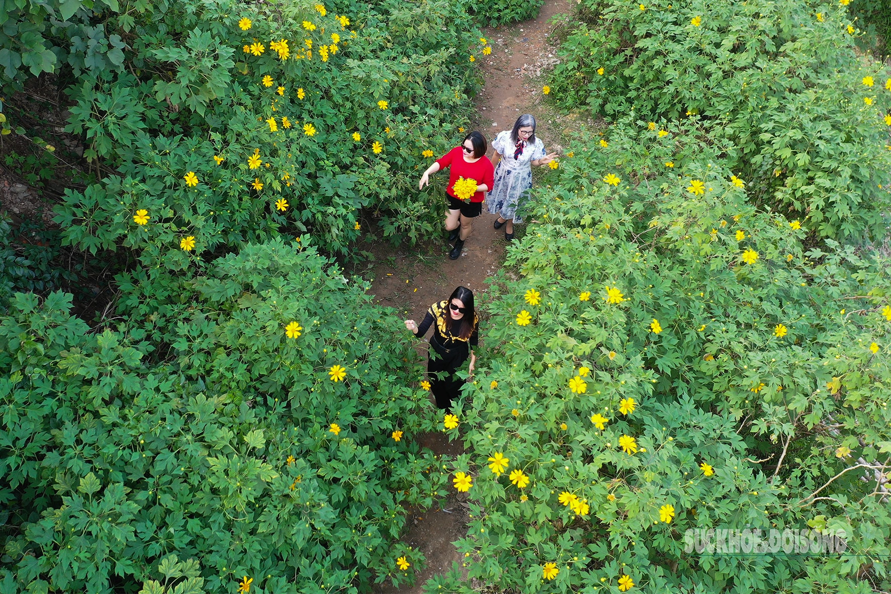 Vườn dã quỳ bung sắc giữa Thủ đô hút khách đến check-in- Ảnh 2.