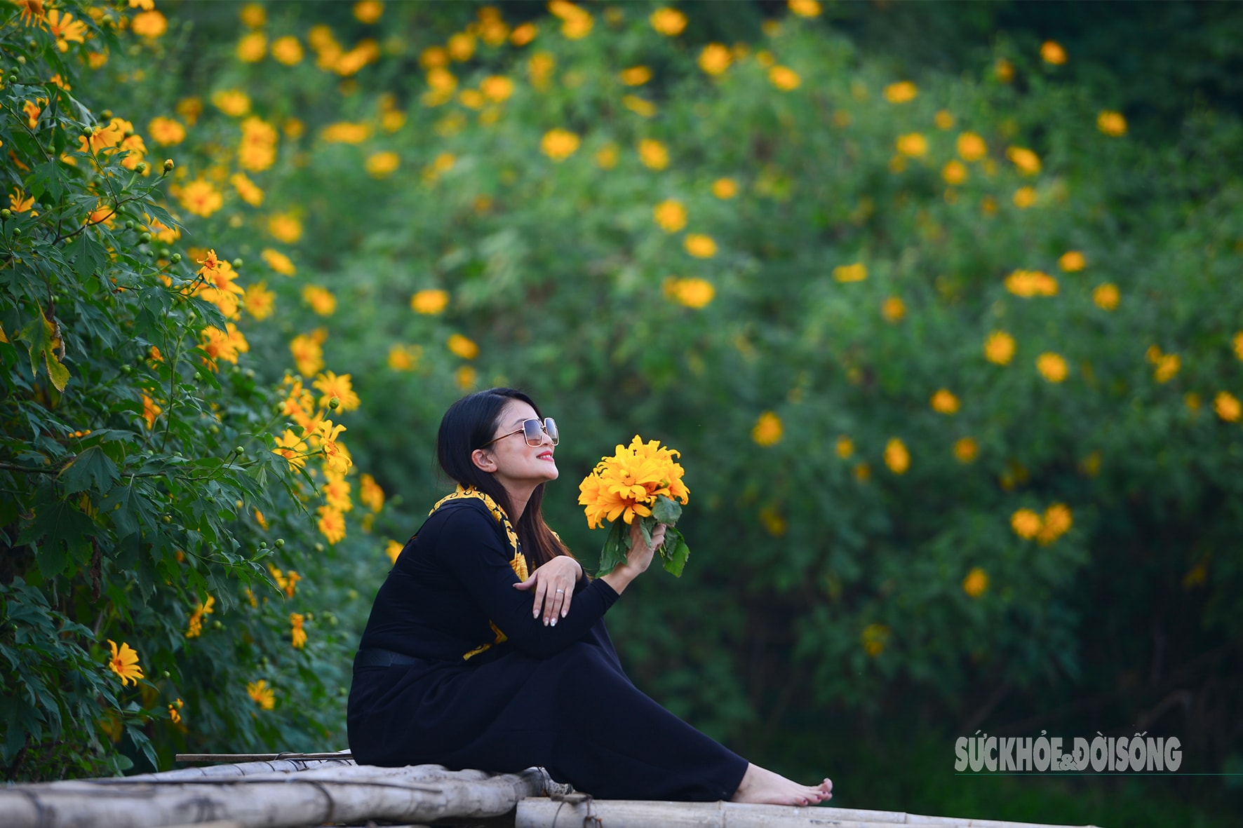 Vườn dã quỳ bung sắc giữa Thủ đô hút khách đến check-in- Ảnh 1.