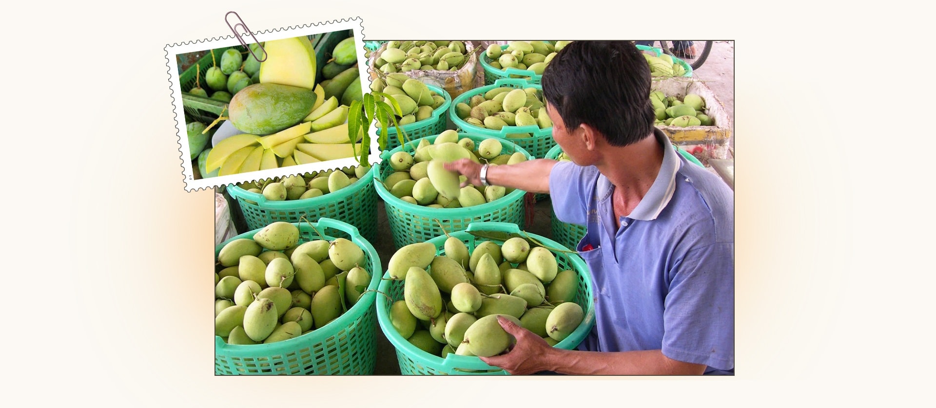 Từ cù lao nghèo đến vùng trồng xoài xuất khẩu bậc nhất ĐBSCL - 9