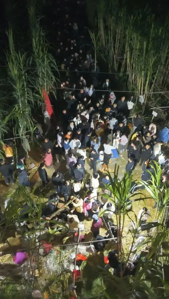 Vườn mía của Tong Pengfei ở Tứ Xuyên, thu hút đông khách đến chặt trộm, đầu tháng 11/2025. Ảnh: Xiao Er Loves Aerial