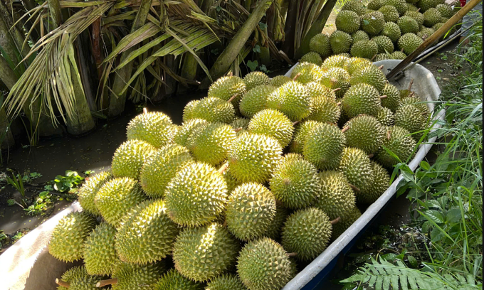 Sầu riêng thu hoạch tại nhà vườn miền Tây. Ảnh: Mạnh Khương