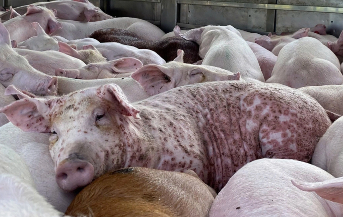 Heo bị dịch tả heo châu Phi ở Gia Lai. Ảnh: Nguyễn Chơn