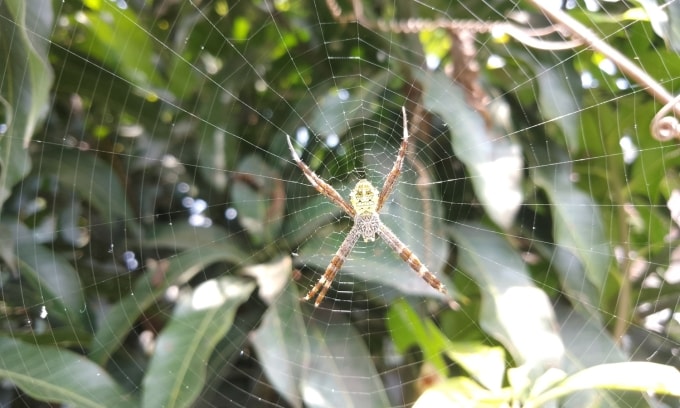 Người bị nhện cắn nên rửa vết thương với nước sạch và xà phòng, tiêm ngừa uốn ván để phòng bệnh. Ảnh: Vecteezy