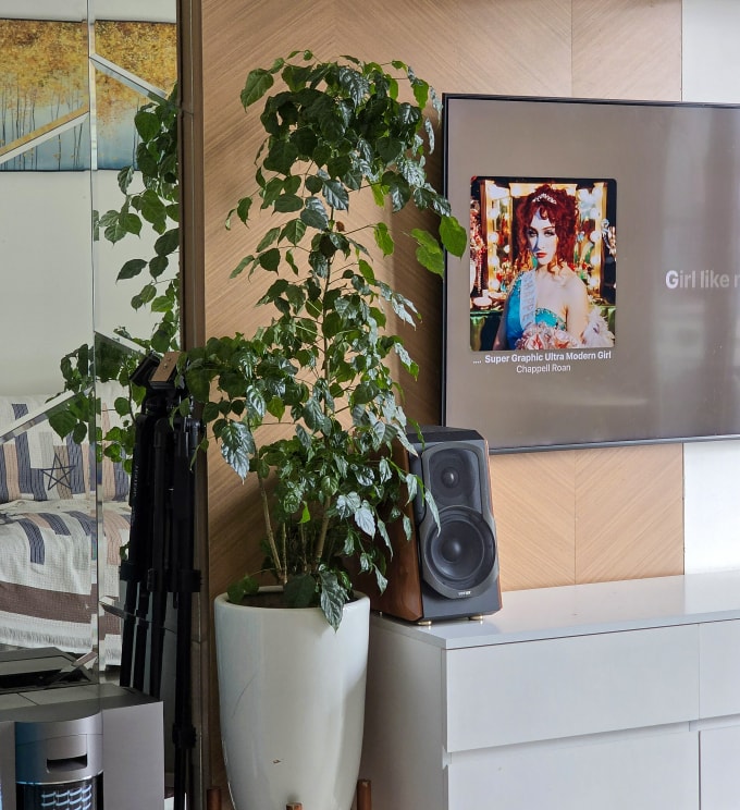 Cây hạnh phúc tuy ít được nhắc đến trong danh sách cây lọc khí, nhưng có ưu điểm là tán rộng, dễ tạo hình, phù hợp làm điểm nhấn cho các khu vực sinh hoạt nhỏ. Ảnh: Bích Phương