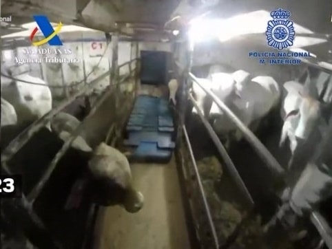Camera gắn trên người cảnh sát cho thấy bên trong con tàu bị khám xét chất đầy phân và nước tiểu bò. Ảnh: Policia Nacional