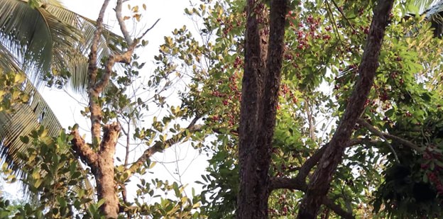 Thức quà tuổi thơ mang hương vị đặc trưng, quả đỏ au nhìn siêu hấp dẫn - Ảnh 3.