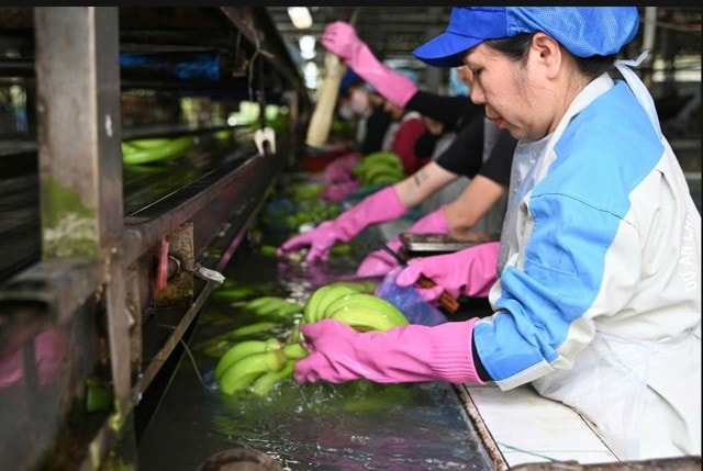 Tập đoàn Công nghiệp cao su Việt Nam (VRG) lãi gần 7.000 tỉ đồng - Ảnh 4.