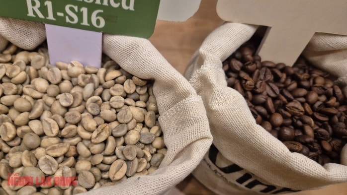 Giá cà phê hôm nay 3 - 12: Xu hướng giảm giá liên tục và tác động đến nông dân - Ảnh 2. Giá cà phê hôm nay 3 - 12: Xu hướng giảm giá liên tục và tác động đến nông dân - Ảnh 2.