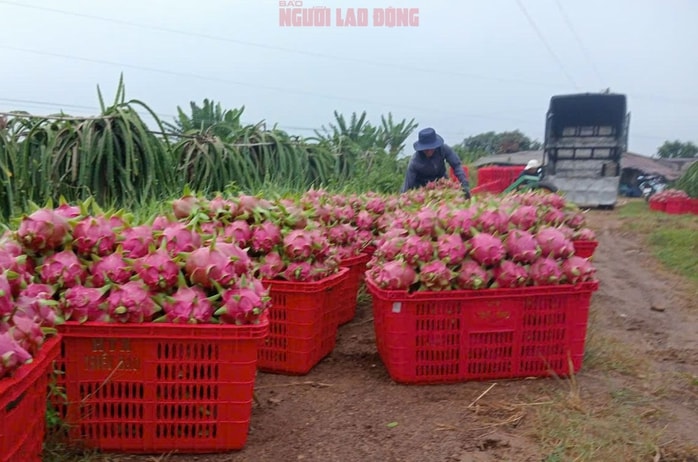 Giá thanh long chong đèn tại Lâm Đồng tăng mạnh, đạt mức cao nhất nhiều năm - Ảnh 1.