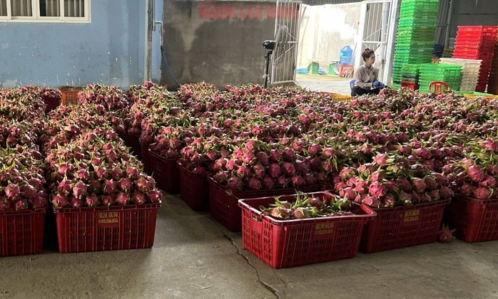Giá thanh long chong đèn tại Lâm Đồng tăng mạnh, đạt mức cao nhất nhiều năm - Ảnh 2.