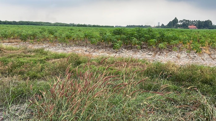 Cận cảnh khu đất vàng Đồng Nai đấu giá hơn 5 . 000 Tỉ Đồng cho dự án đô thị sinh thái - Ảnh 7.