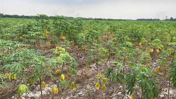 Cận cảnh khu đất vàng Đồng Nai đấu giá hơn 5 . 000 Tỉ Đồng cho dự án đô thị sinh thái - Ảnh 9.