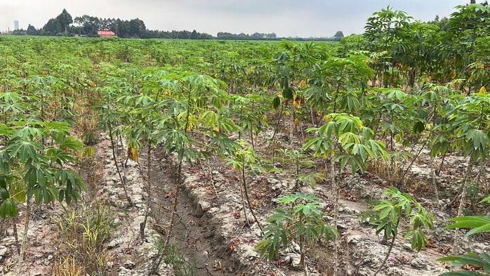 Cận cảnh khu đất vàng Đồng Nai đấu giá hơn 5 . 000 Tỉ Đồng cho dự án đô thị sinh thái - Ảnh 10.