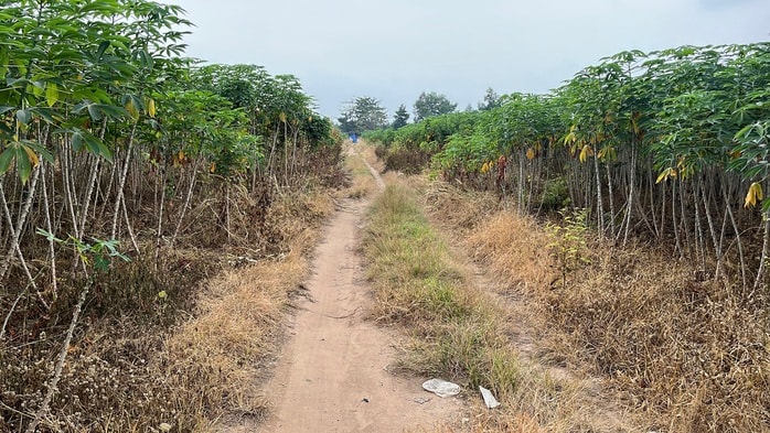 Cận cảnh khu đất vàng Đồng Nai đấu giá hơn 5 . 000 Tỉ Đồng cho dự án đô thị sinh thái - Ảnh 11.