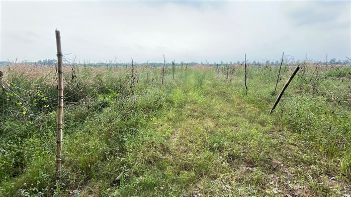 Cận cảnh khu đất vàng Đồng Nai đấu giá hơn 5 . 000 Tỉ Đồng cho dự án đô thị sinh thái - Ảnh 4.