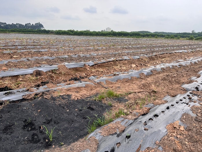 Cận cảnh khu đất vàng Đồng Nai đấu giá hơn 5 . 000 Tỉ Đồng cho dự án đô thị sinh thái - Ảnh 3.