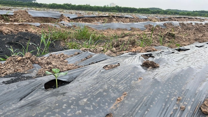 Cận cảnh khu đất vàng Đồng Nai đấu giá hơn 5 . 000 Tỉ Đồng cho dự án đô thị sinh thái - Ảnh 5.