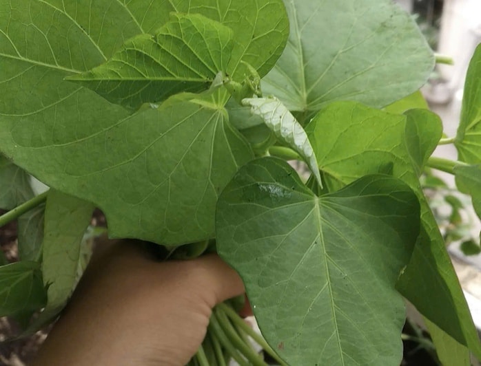 Xuất khẩu lá lạ, bất ngờ thu 10 triệu USD - Ảnh 1.