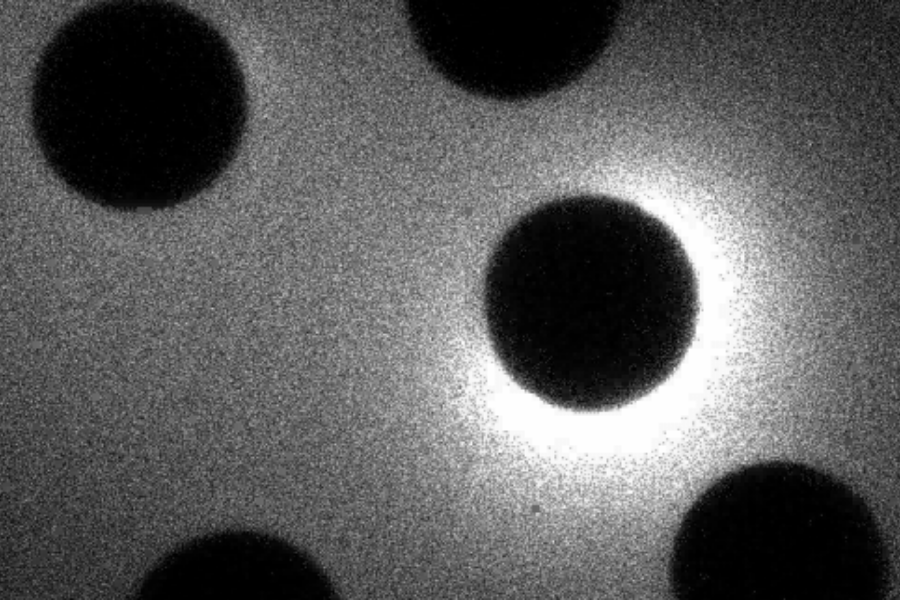 tia sáng kẽm ở trứng chuột