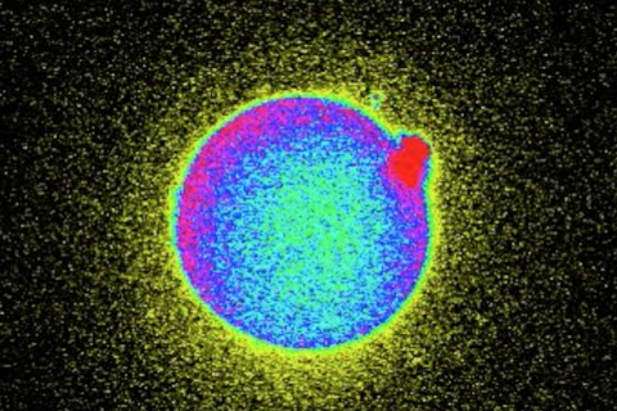 Tia sáng kẽm_ Tia sáng đánh dấu khoảng khắc sự sống nảy mầm