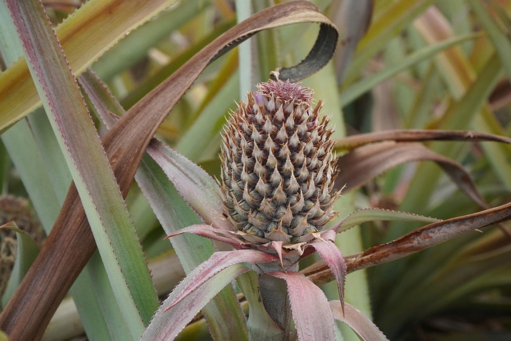 Dứa đang xanh tốt bất ngờ héo lá chết, nông dân lâm cảnh trắng tay - 3 Dứa đang xanh tốt bất ngờ héo lá chết, nông dân lâm cảnh trắng tay - 3