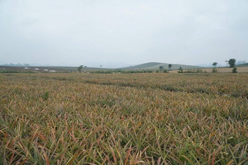 Dứa đang xanh tốt bất ngờ héo lá chết, nông dân lâm cảnh trắng tay - 1 Dứa đang xanh tốt bất ngờ héo lá chết, nông dân lâm cảnh trắng tay - 1