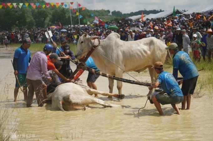 Người Khmer ở An Giang tranh tài hội đua bò. Ảnh: Ngọc Tài