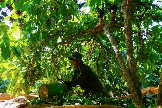 Thu hoạch cà phê ở Gia Lai. Ảnh: Đức Hóa