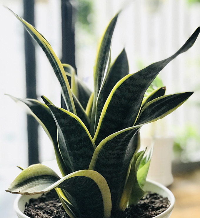 Cây lưỡi hổ. Ảnh: Lê Cầm