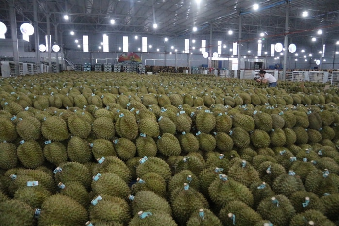 Mua hồ sơ xuất khẩu sầu riêng với giá hàng trăm triệu đồng! - Ảnh 4.