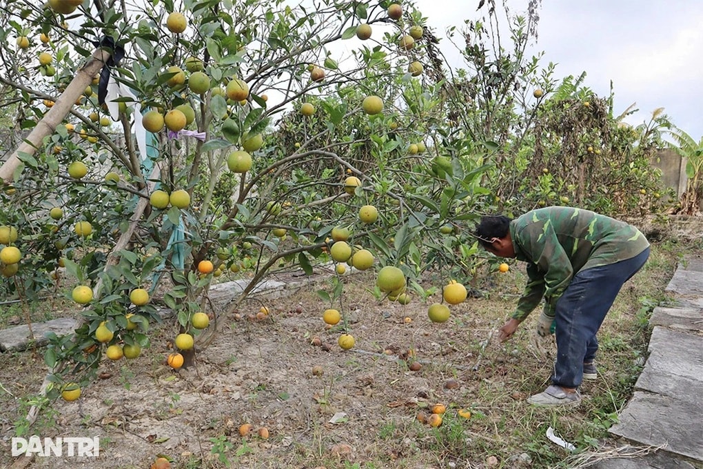 Bão nối bão, người trồng cam tiến vua không dám nhận đặt cọc của khách - 3 Bão nối bão, người trồng cam tiến vua không dám nhận đặt cọc của khách - 3