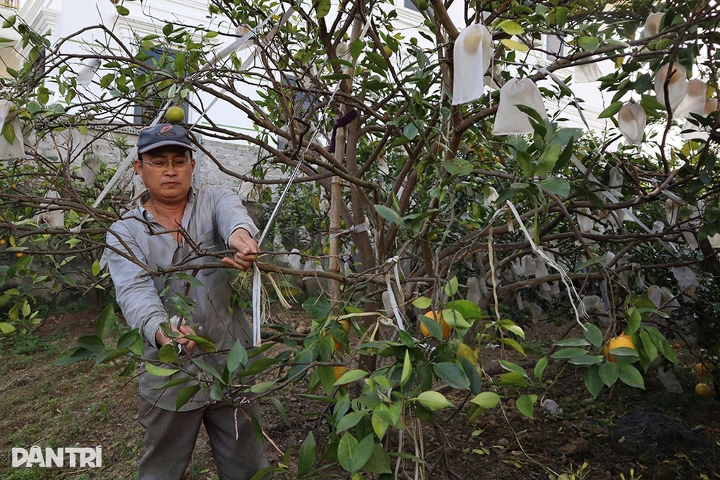 Bão nối bão, người trồng cam tiến vua không dám nhận đặt cọc của khách - 1 Bão nối bão, người trồng cam tiến vua không dám nhận đặt cọc của khách - 1
