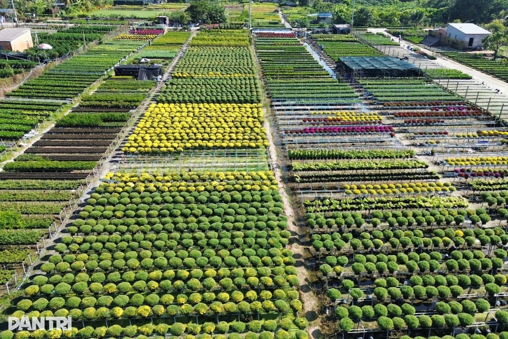 Miền Tây sắp có lễ hội hoa kiểng dự kiến đón nửa triệu lượt khách - 2 Miền Tây sắp có lễ hội hoa kiểng dự kiến đón nửa triệu lượt khách - 2