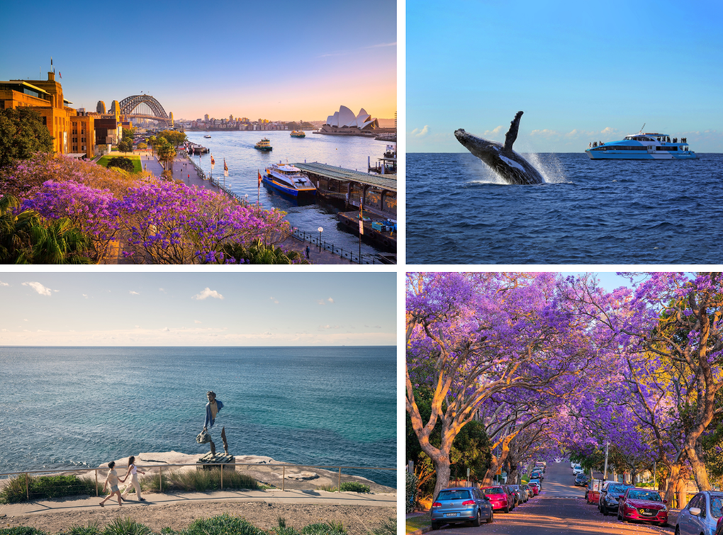 7 trải nghiệm ở Sydney khiến du khách Việt say lòng - 2 7 trải nghiệm ở Sydney khiến du khách Việt say lòng - 2