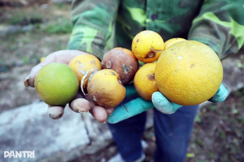 Bão nối bão, người trồng cam tiến vua không dám nhận đặt cọc của khách - 2 Bão nối bão, người trồng cam tiến vua không dám nhận đặt cọc của khách - 2