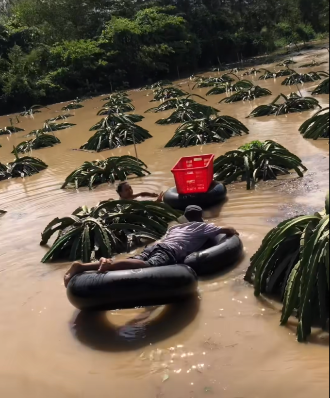 Người dân xã Hàm Thuận Nam dùng ruột lốp xe tải đi hái thanh long, ngày 4/12. Ảnh: Gia Quyền