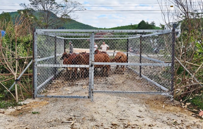 Trâu bò thả rông được lực lượng chức năng xã Phong Nha bắt nhốt vào chuồng. Ảnh: Minh Hoàng