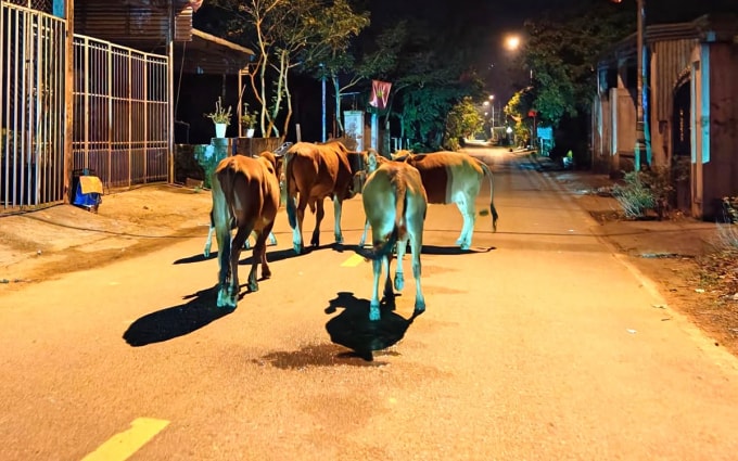 Bò thả rông đi trong khu dân cư xã Phong Nha. Ảnh: Minh Hoàng