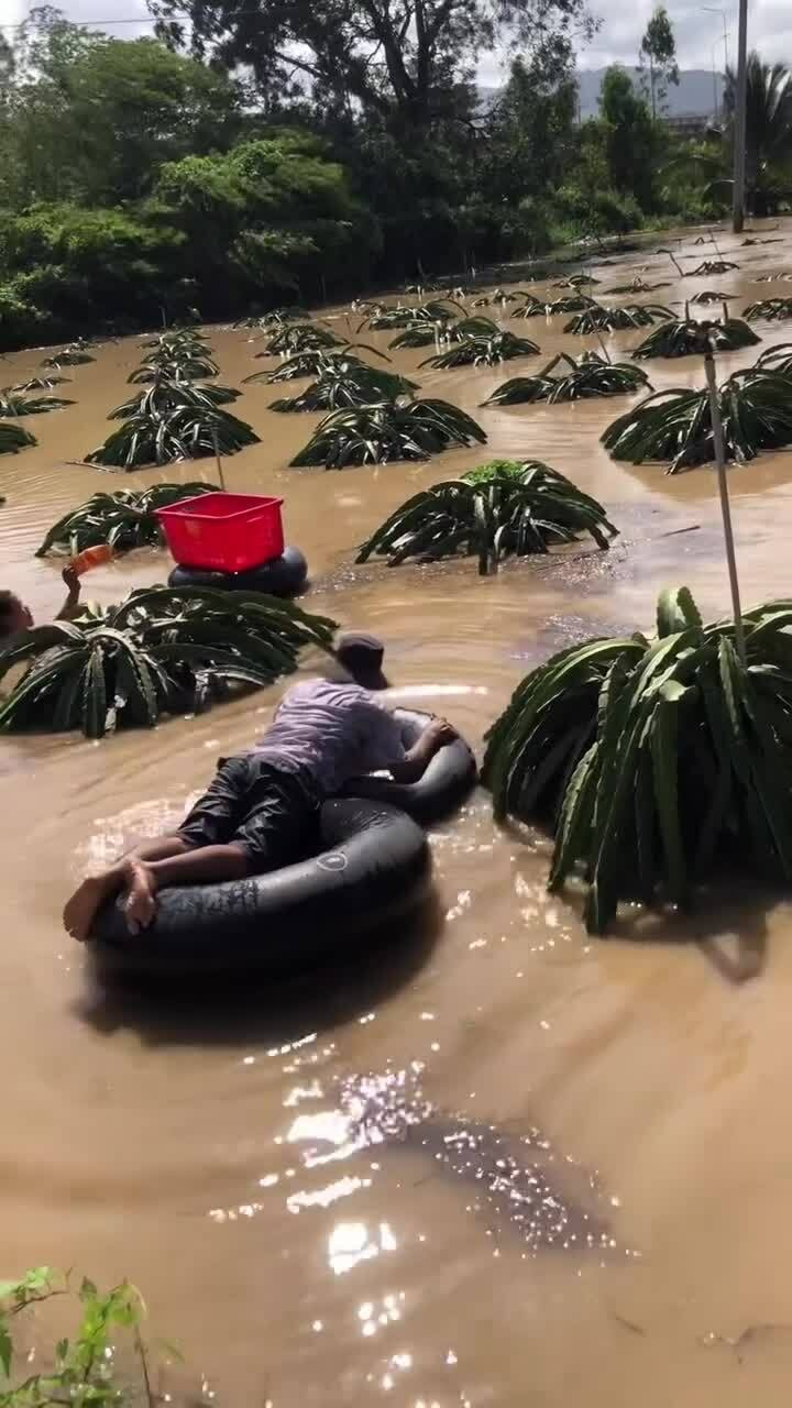 Ôm ruột lốp xe tải 'cứu' thanh long trong lũ