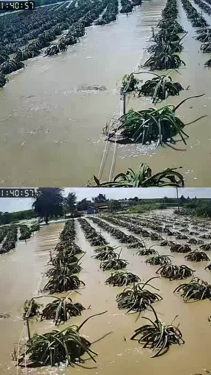 Ôm ruột lốp xe tải 'cứu' thanh long trong lũ