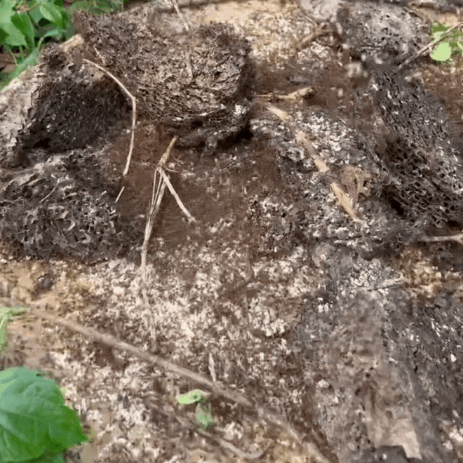 Món bánh đặc biệt của núi rừng Đông Bắc: Mỗi năm chỉ có một mùa, nghe tên thấy sợ nhưng được "săn lùng" - Ảnh 3.