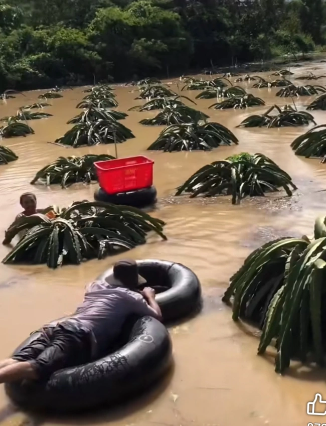 nông dân Bình Thuận bơi bằng ruột xe tải để cứu thanh long