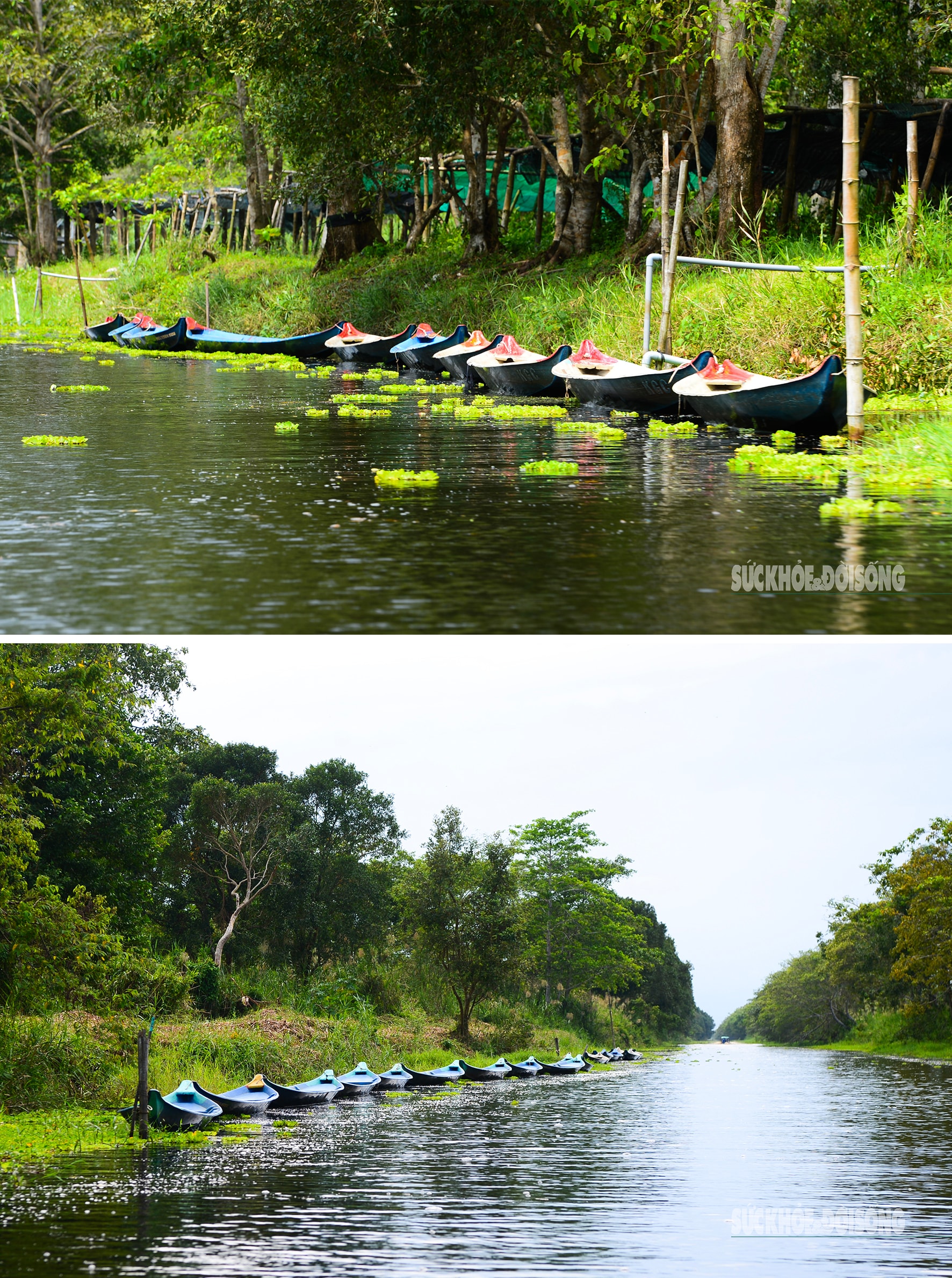Vẻ đẹp nguyên sơ của 'ốc đảo sinh quyển' U Minh Thượng- Ảnh 7.