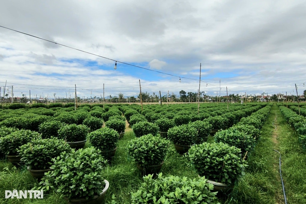 Sâu bệnh tấn công làng hoa cúc, người nông dân lo mất Tết - 3 Sâu bệnh tấn công làng hoa cúc, người nông dân lo mất Tết - 3