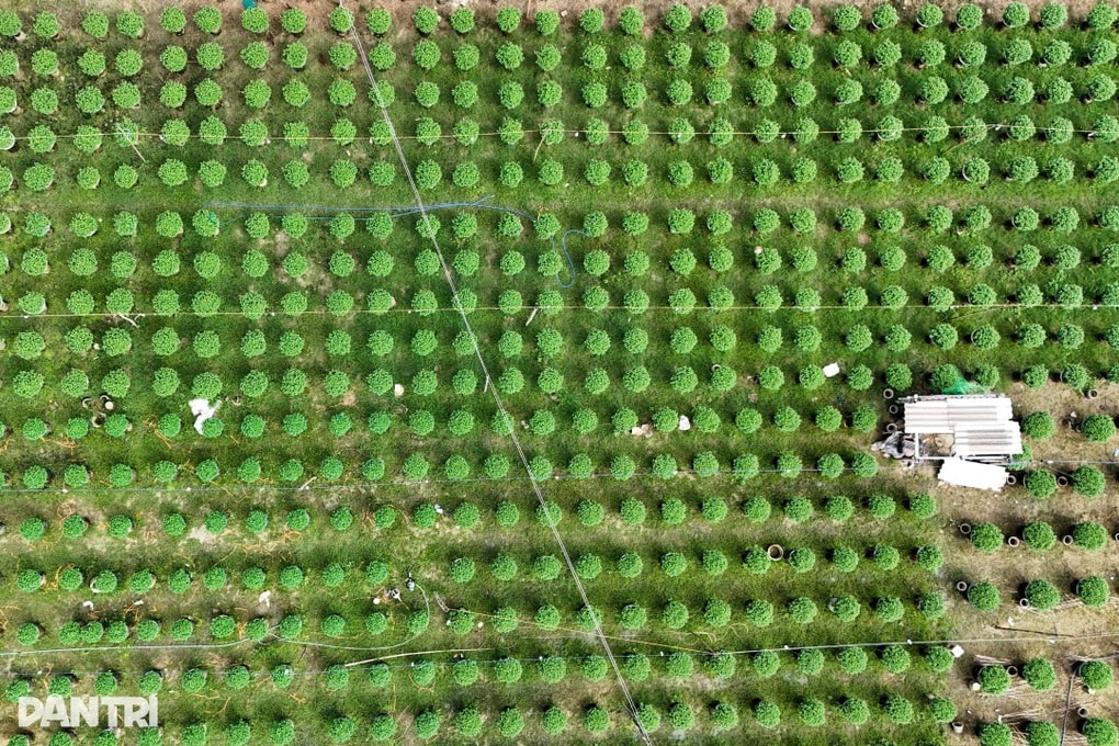 Sâu bệnh tấn công làng hoa cúc, người nông dân lo mất Tết - 1 Sâu bệnh tấn công làng hoa cúc, người nông dân lo mất Tết - 1