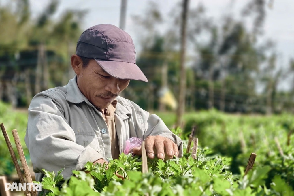 Sâu bệnh tấn công làng hoa cúc, người nông dân lo mất Tết - 2 Sâu bệnh tấn công làng hoa cúc, người nông dân lo mất Tết - 2