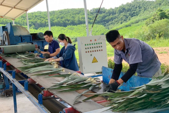 Công nhân đưa lá dứa vào băng chuyền để ép lấy sơ trong ngày đầu vận hành máy tháng 11/2022 tại Nghệ An. Ảnh: Nhân vật cung cấp